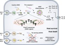 UNIST, 헤르페스 바이러스 DNA 바코드 발견…”신약 개발 기대” :: 공감언론 뉴시스 ::