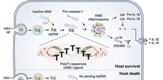 UNIST, 헤르페스 바이러스 DNA 바코드 발견…”신약 개발 기대” :: 공감언론 뉴시스 ::